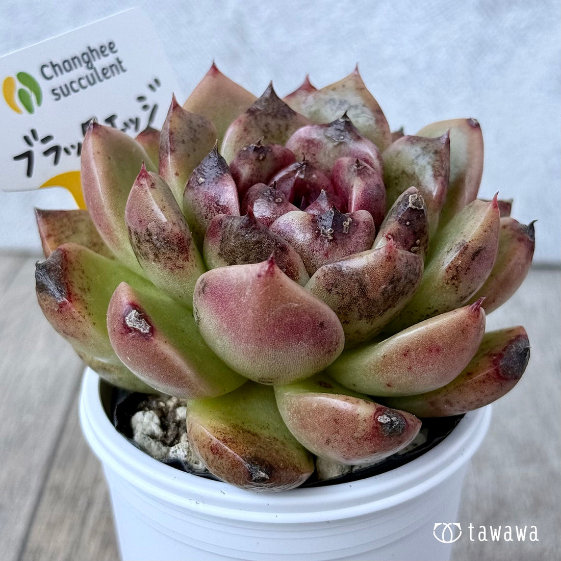 *新発売* ブラックエッジ《大》(チャンヒー農園)【tawawaハウス苗】