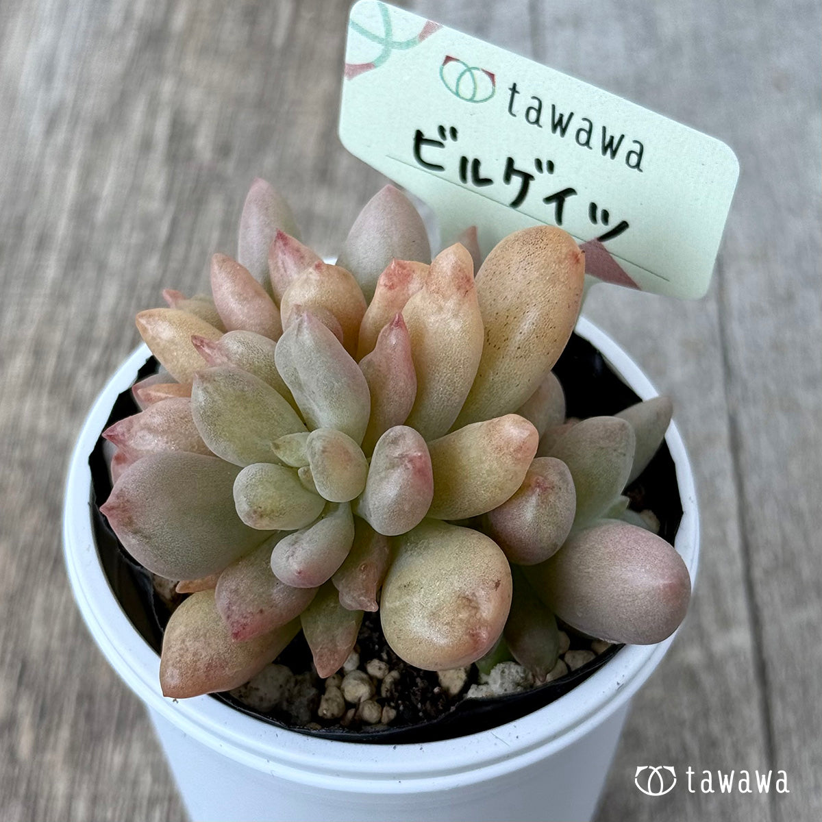 *新発売* ビルゲイツ 【tawawaハウス苗】