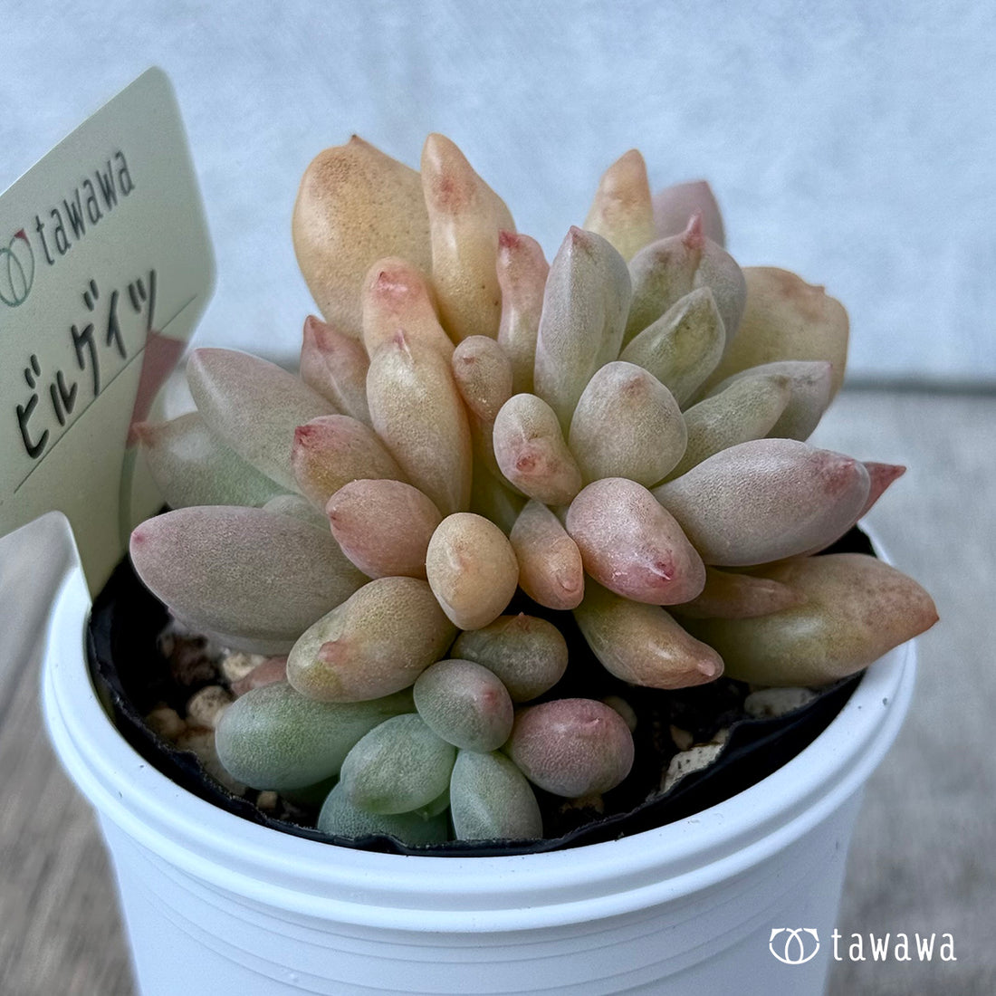 *新発売* ビルゲイツ 【tawawaハウス苗】