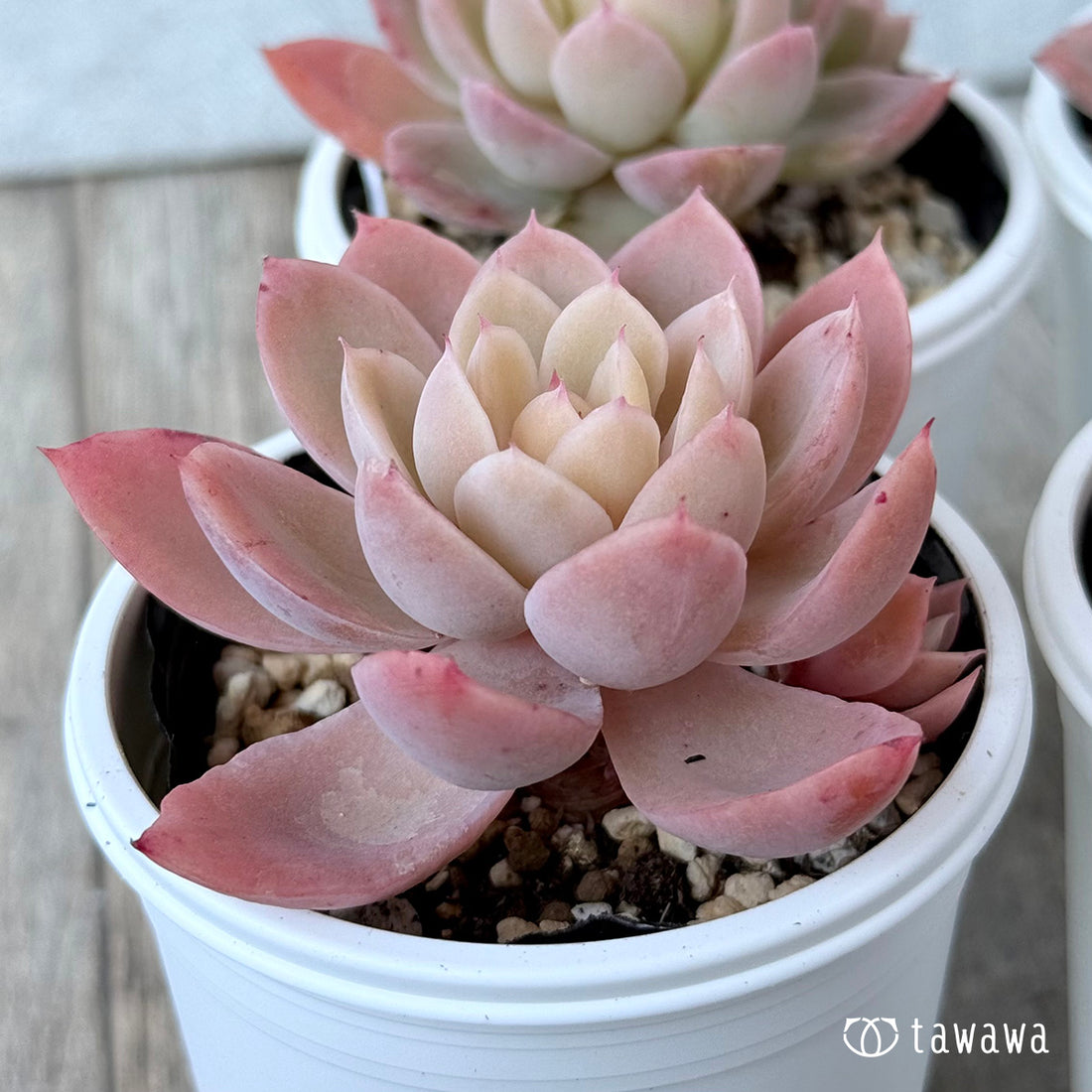 *新発売* ピンクベラ錦【tawawaハウス苗】