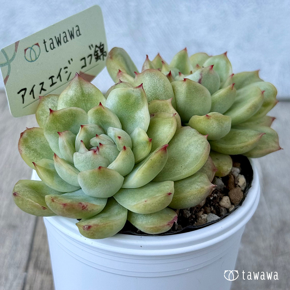 *新発売* アイスエイジ コブ錦【tawawaハウス苗】