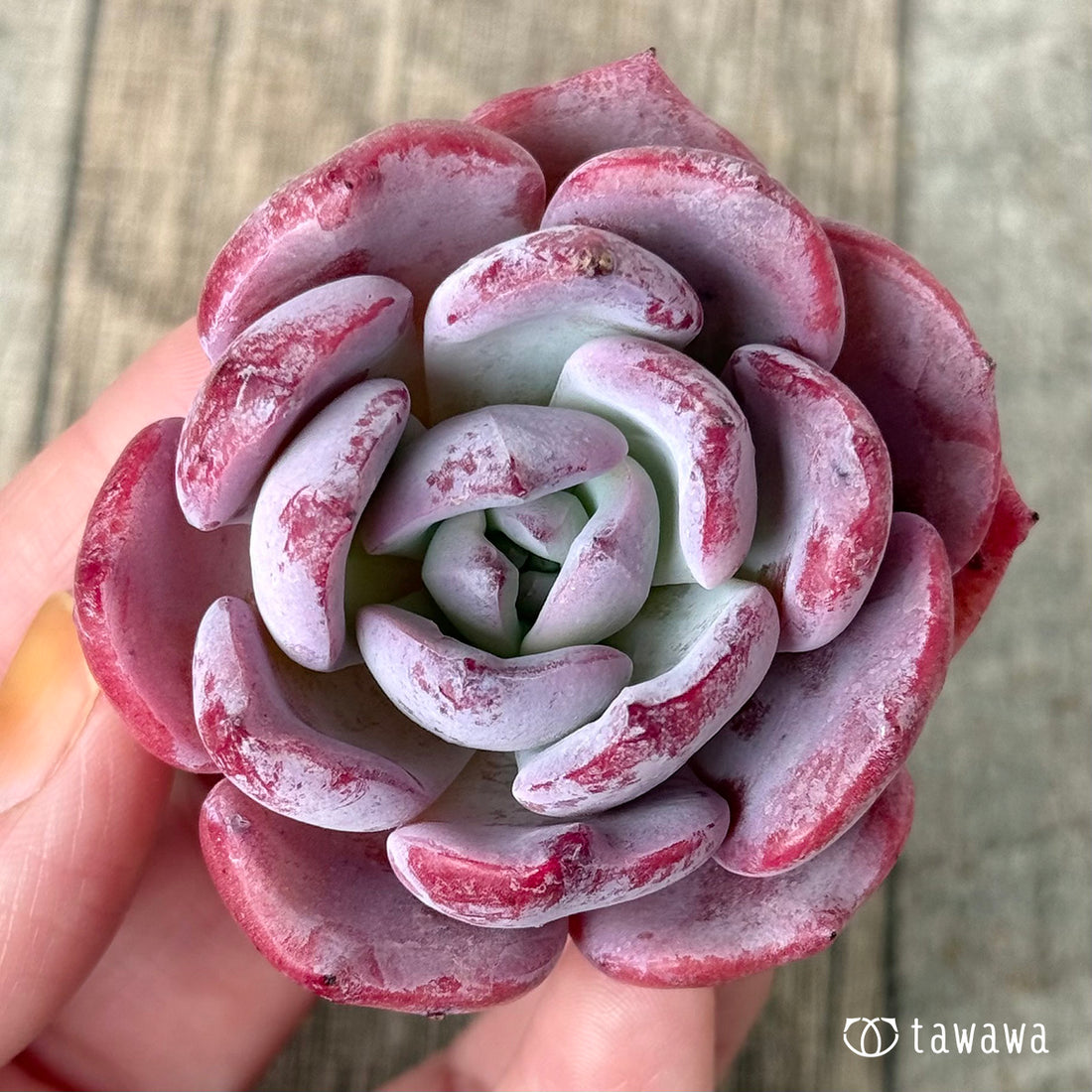 *新入荷①* タミブラ(エアーマジック農園苗)