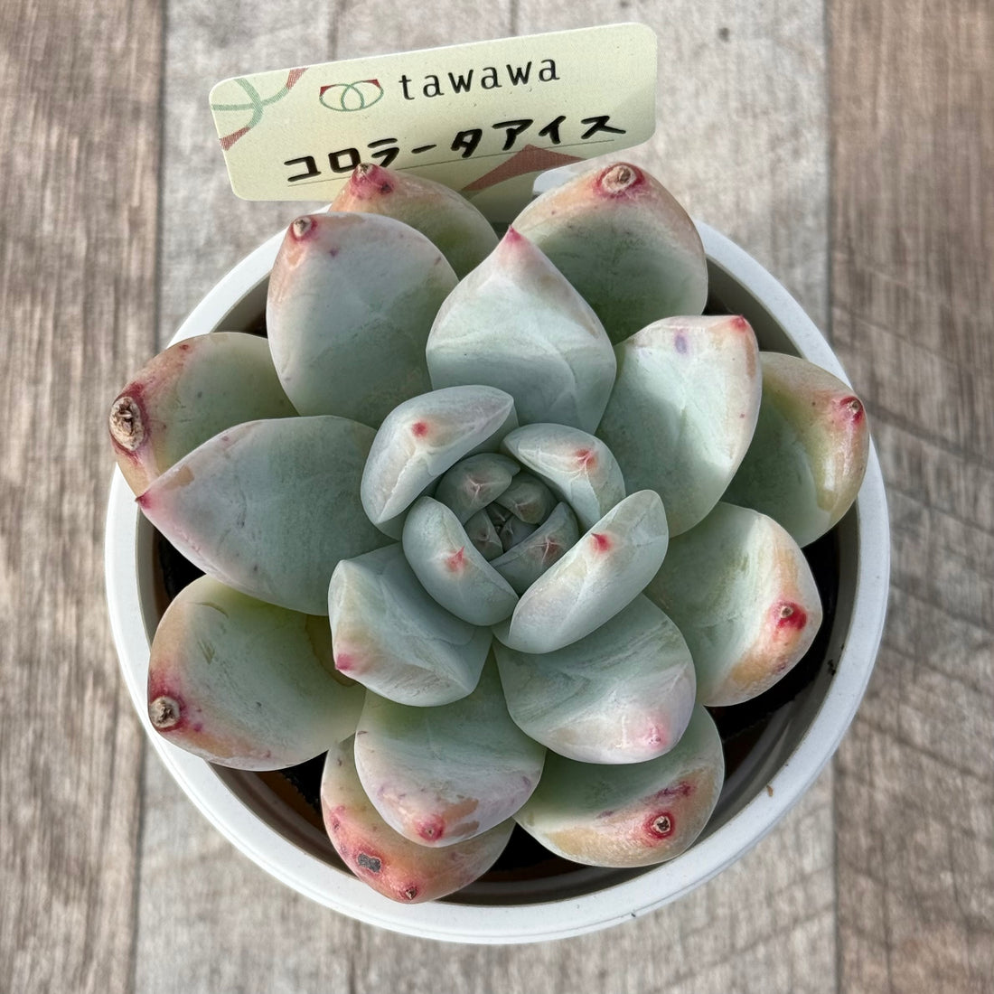 コロラータアイス 【tawawaハウス苗】