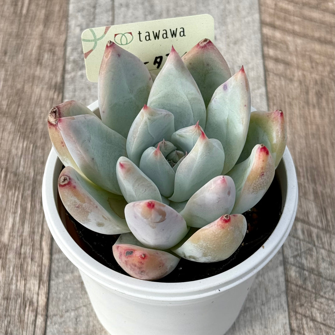 コロラータアイス 【tawawaハウス苗】