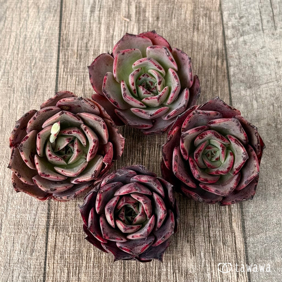 *新入荷①* Air magic H047(エアーマジック農園苗)