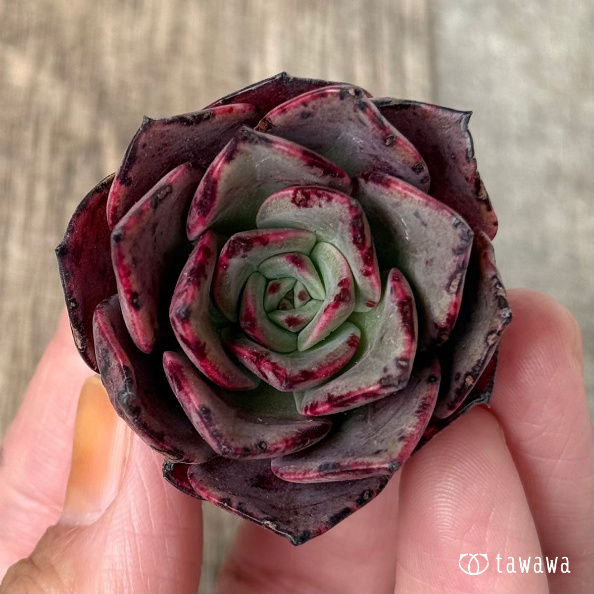 *新入荷①* Air magic H047(エアーマジック農園苗)