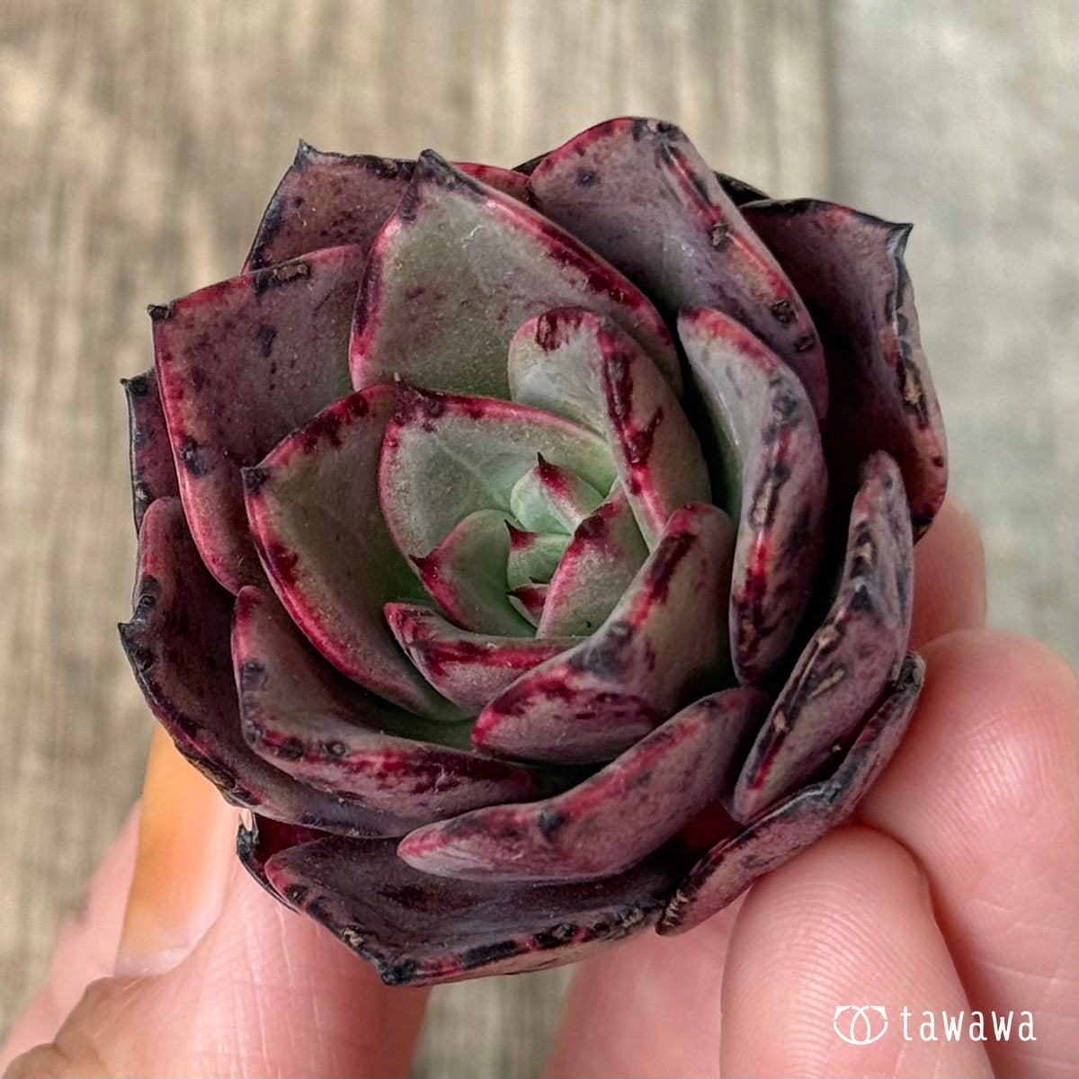 *新入荷①* Air magic H047(エアーマジック農園苗)