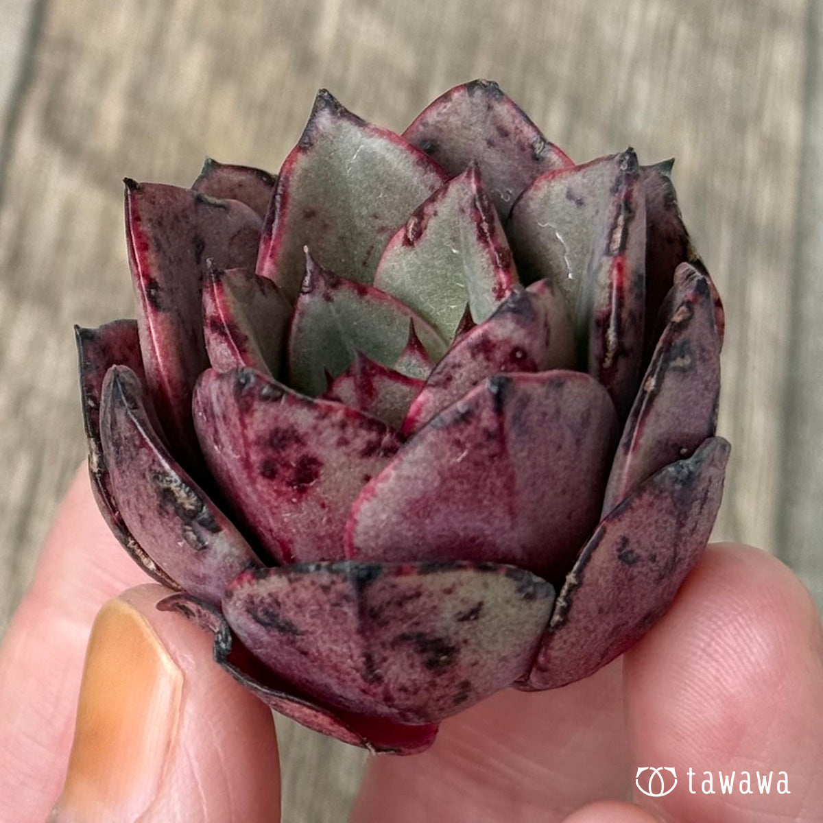 *新入荷①* Air magic H047(エアーマジック農園苗)