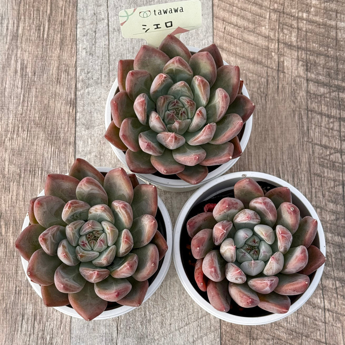 シエロ 【tawawaハウス苗】