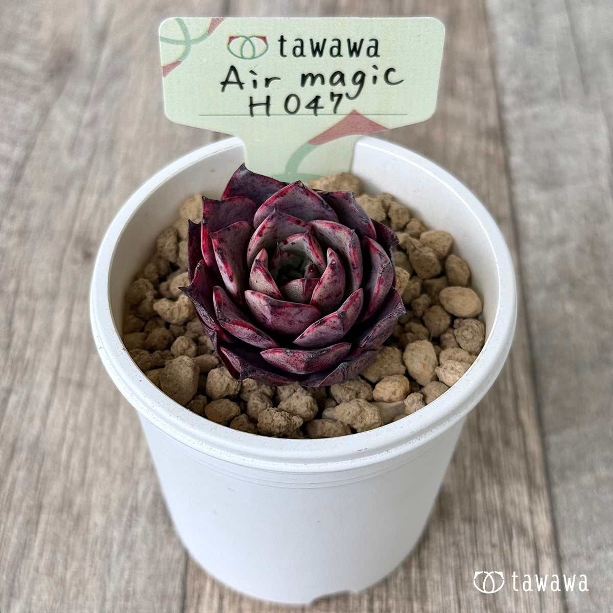 *新入荷①* Air magic H047(エアーマジック農園苗)