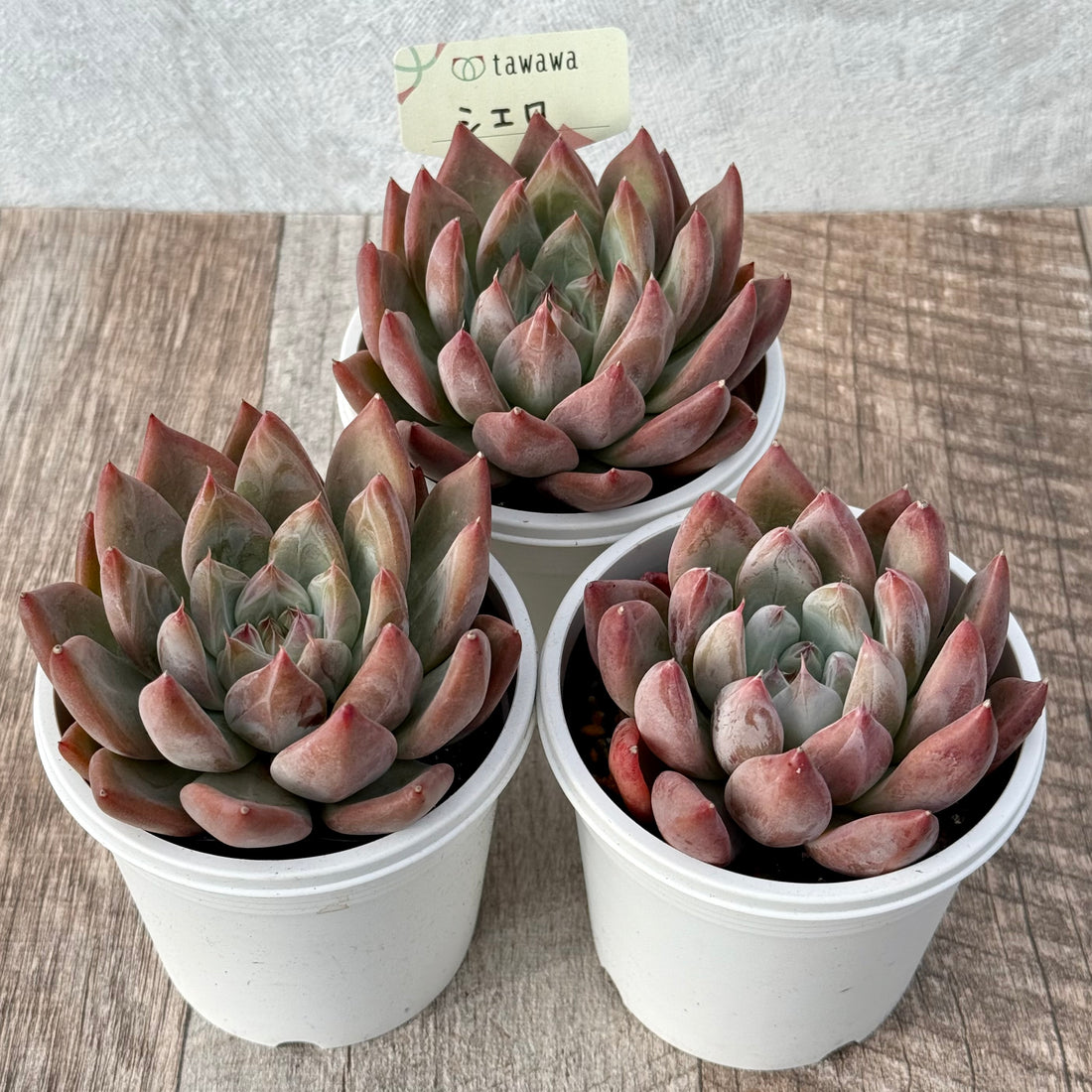 シエロ 【tawawaハウス苗】