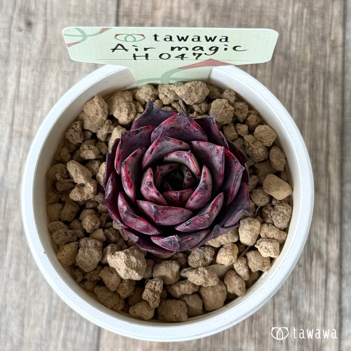 *新入荷①* Air magic H047(エアーマジック農園苗)