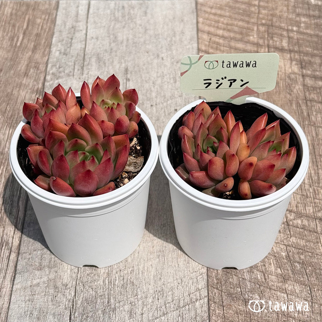 ラジアン 【tawawaハウス苗】