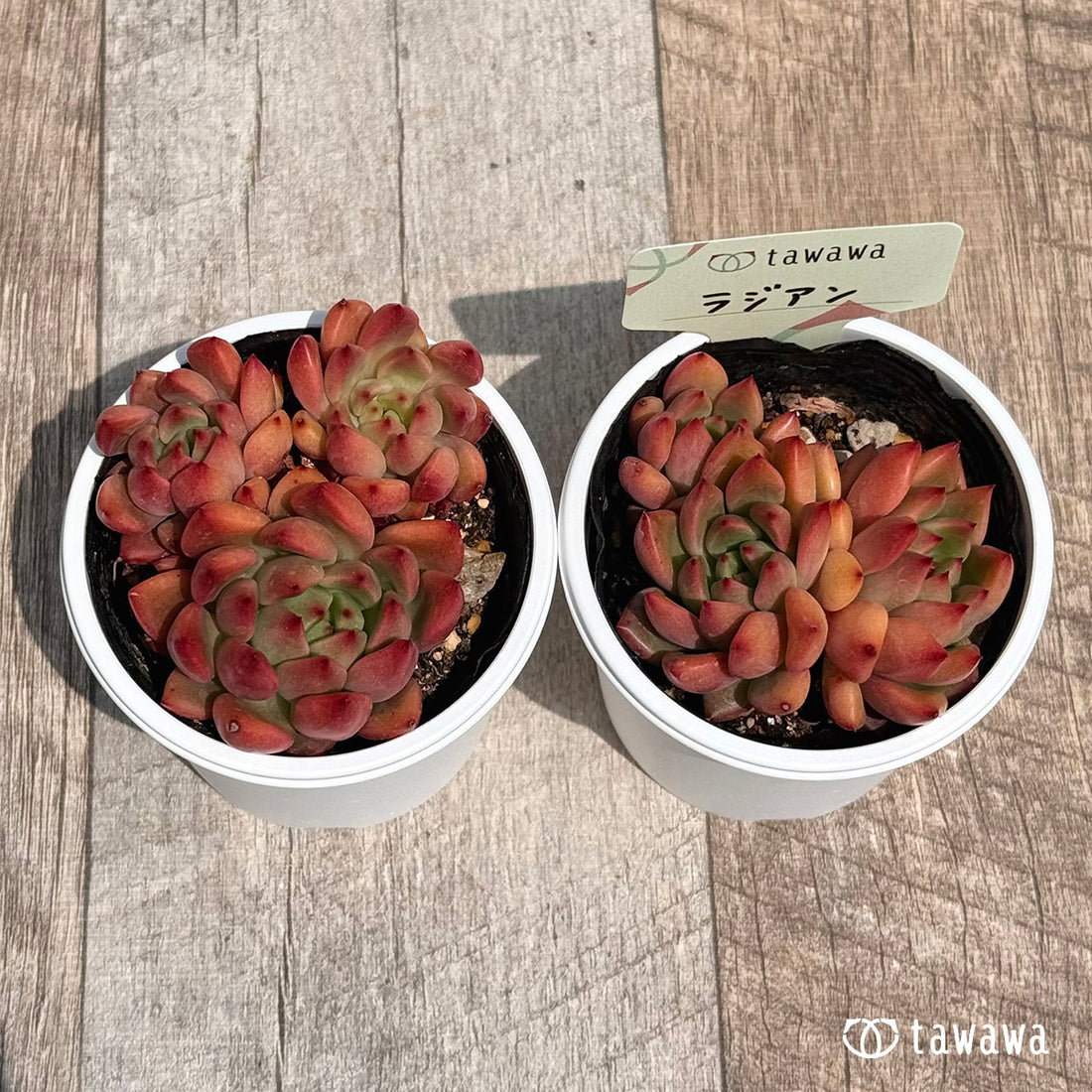 ラジアン 【tawawaハウス苗】