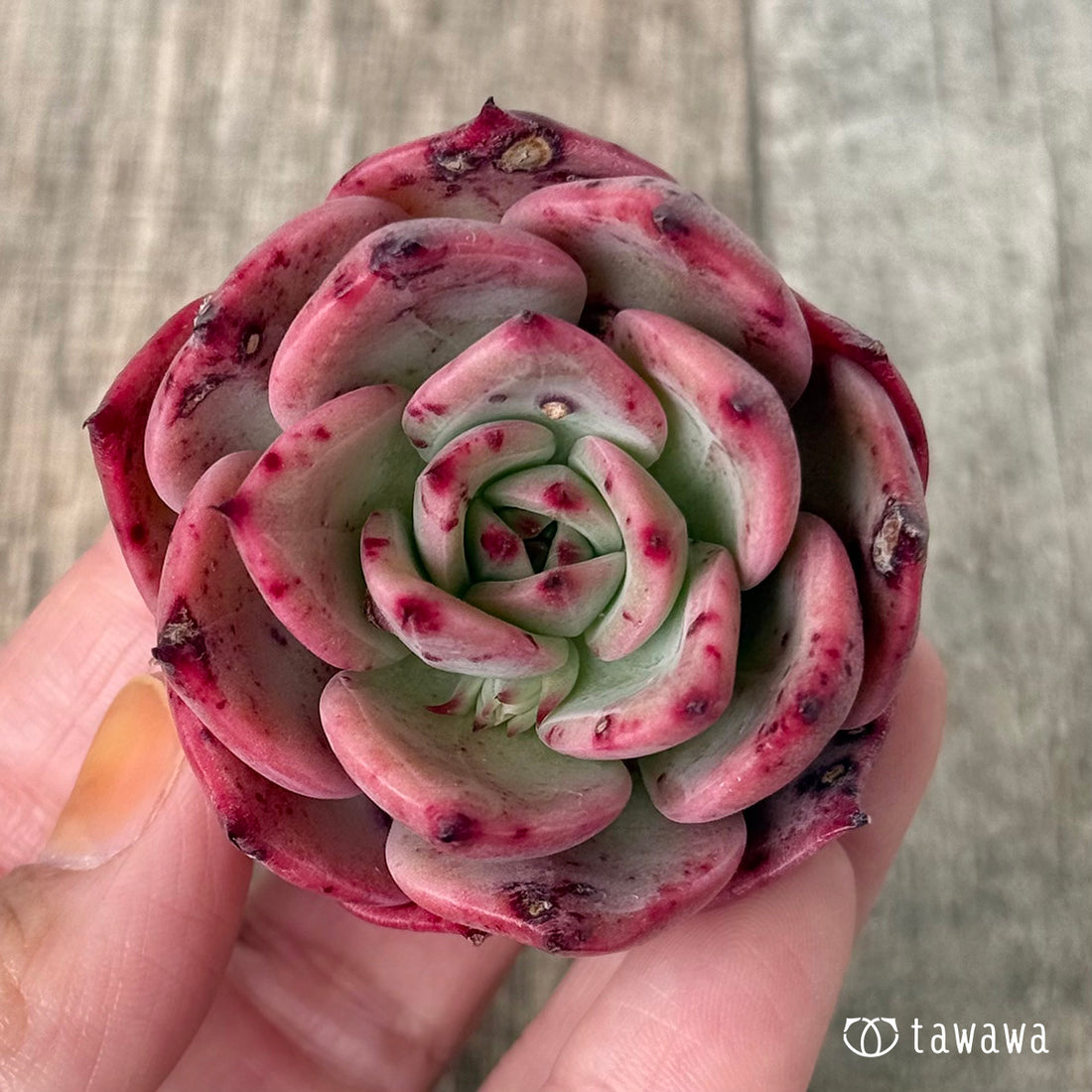 *新入荷①* Air magic G233(エアーマジック農園苗)