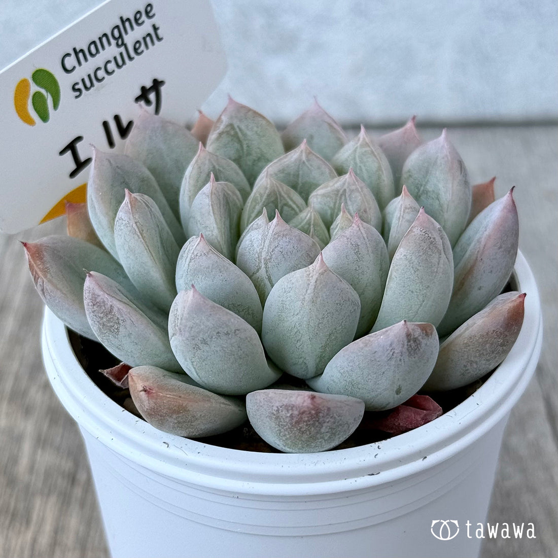 エルサ(チャンヒー農園) 【tawawaハウス苗】