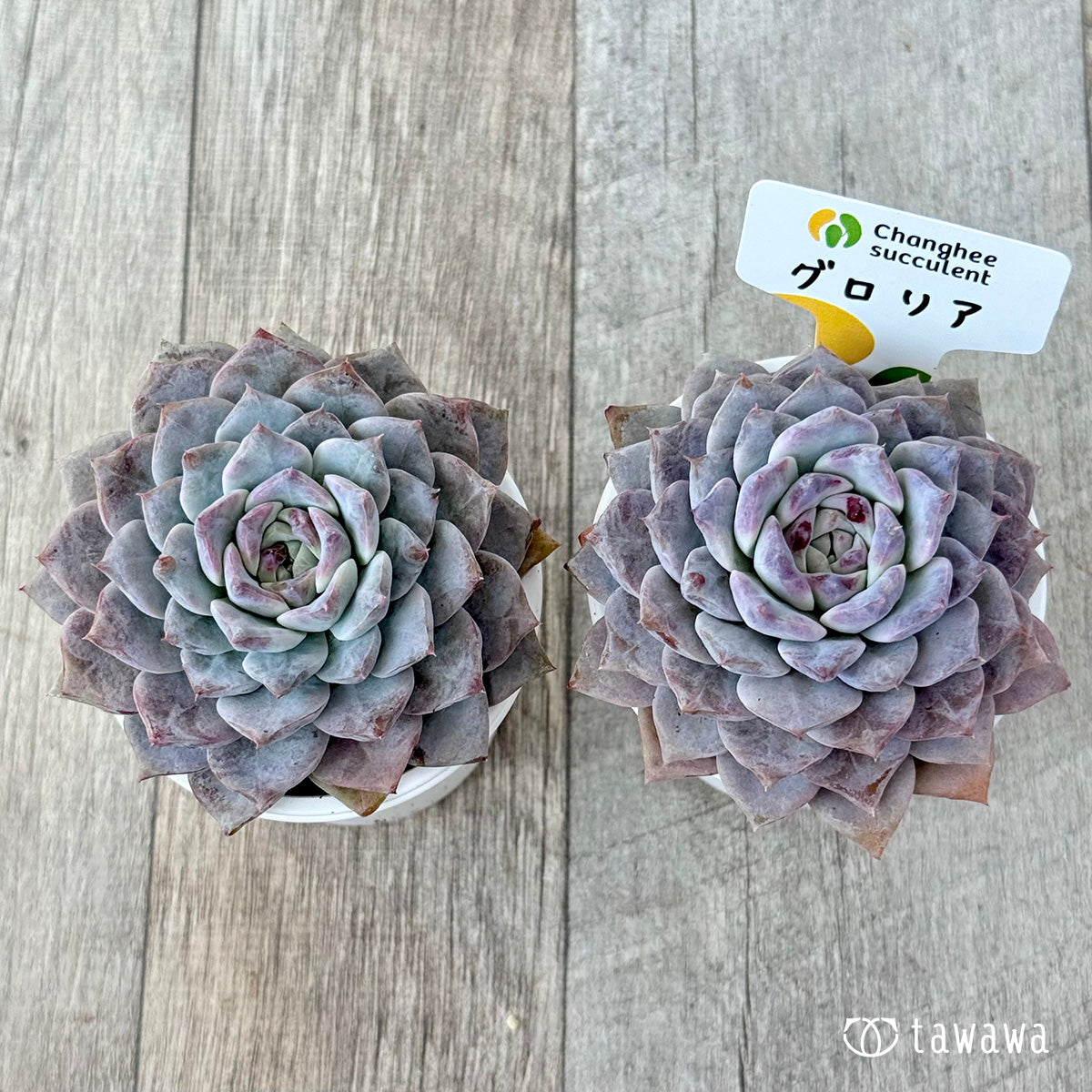 *新発売* グロリア【大】(チャンヒー農園)【tawawaハウス苗】