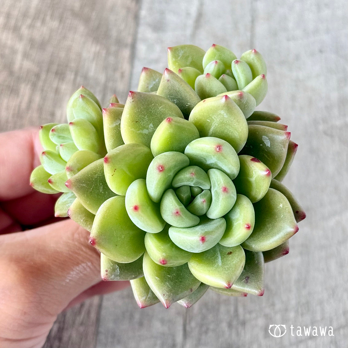 : 코코 샤넬