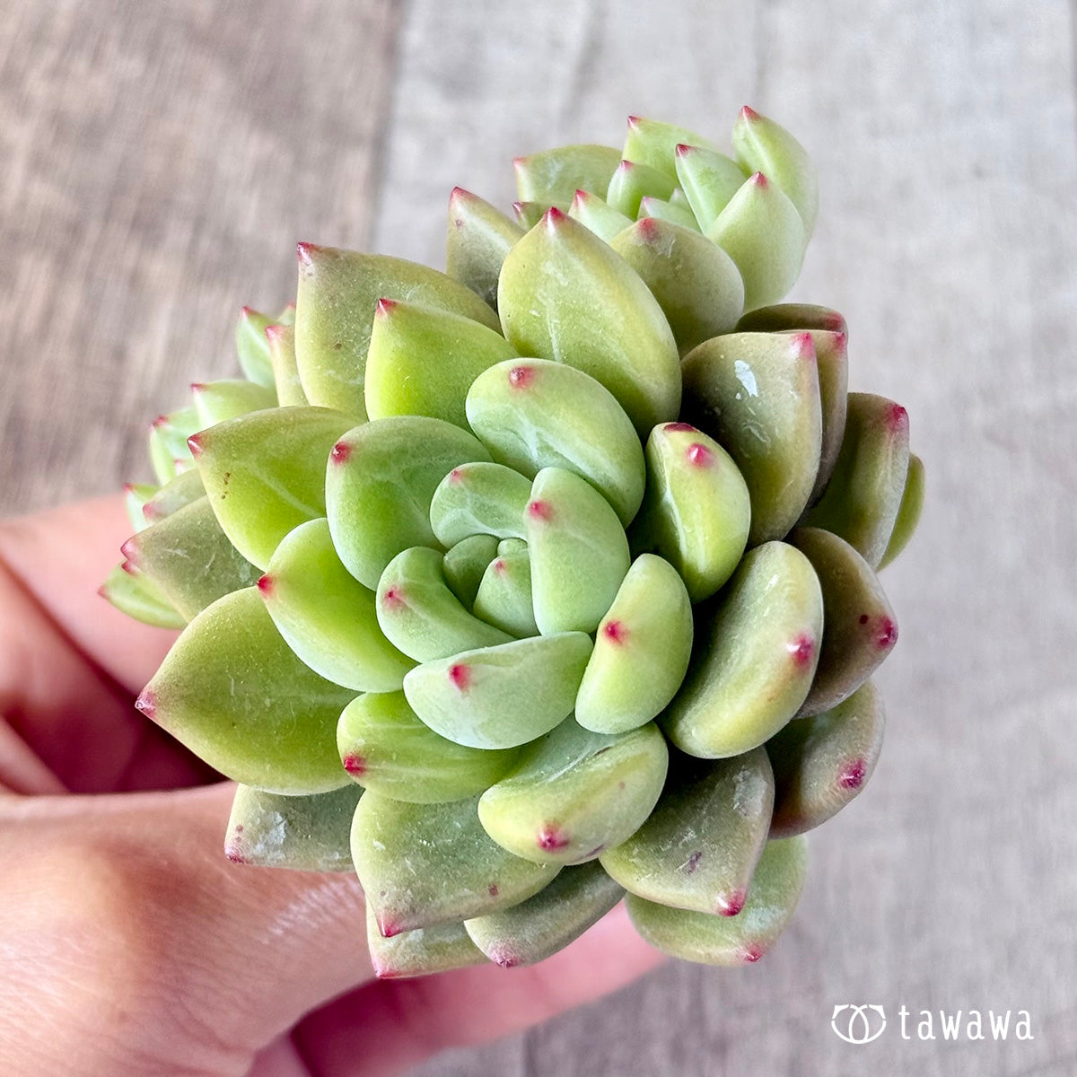 : 코코 샤넬