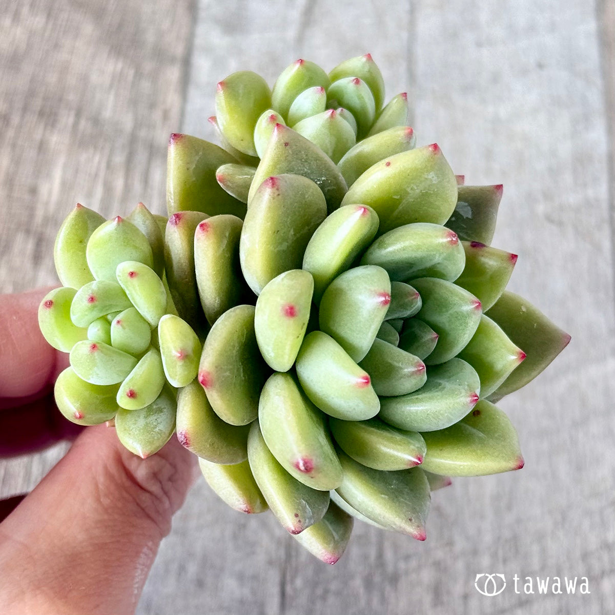 : 코코 샤넬