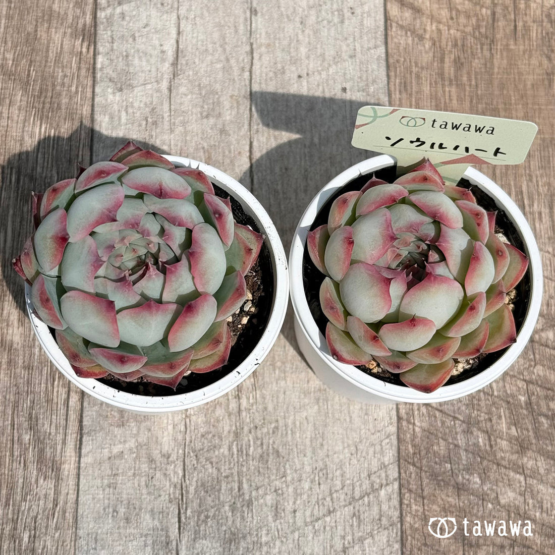 ソウルハート② 【tawawaハウス苗】