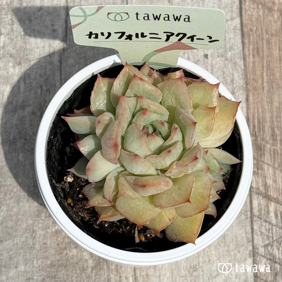 カリフォルニアクイーン 【tawawaハウス苗】