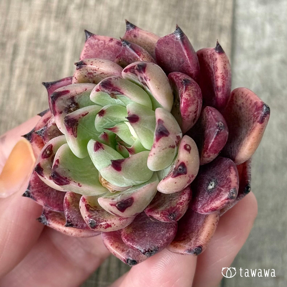 *新入荷①* レッドサラ【D52】(エアーマジック農園苗)