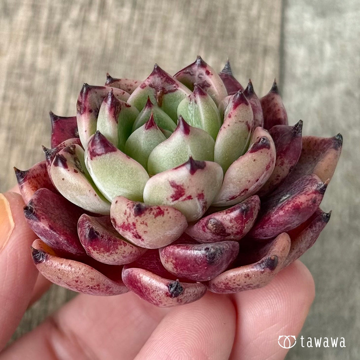 *新入荷①* レッドサラ【D52】(エアーマジック農園苗)