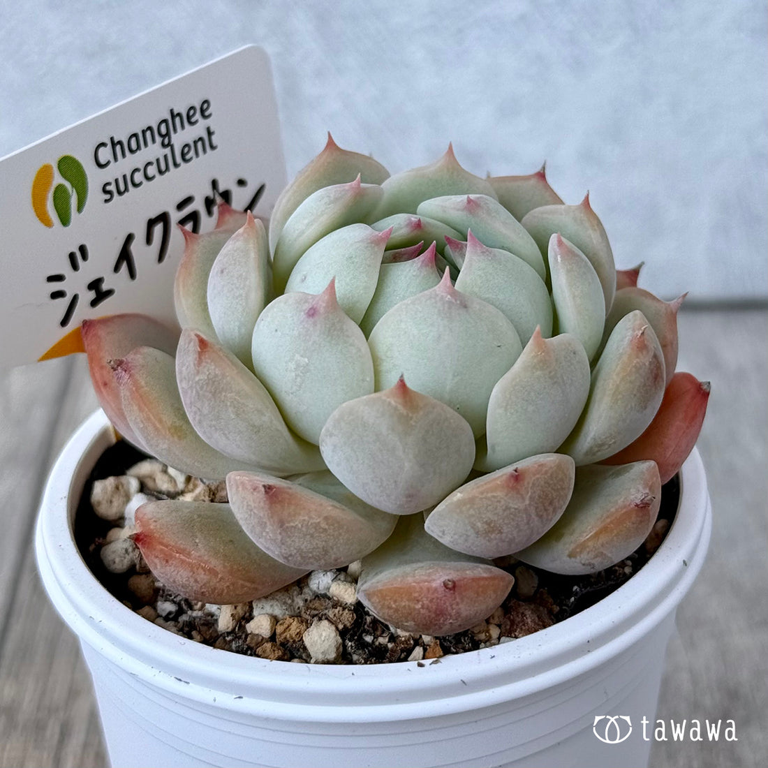 New Arrivals: Ice Green