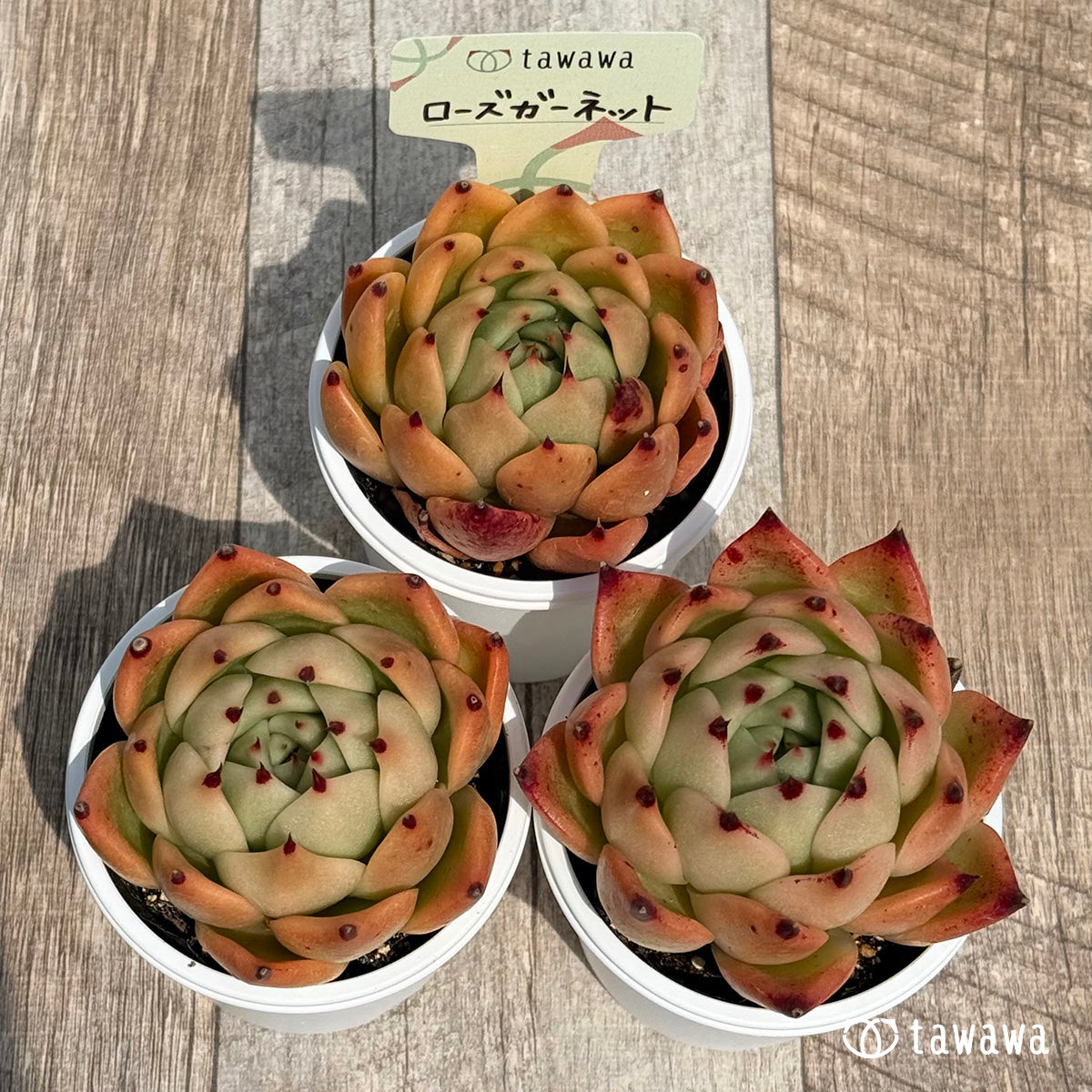 19. *新発売* ローズガーネット 【tawawaハウス苗】