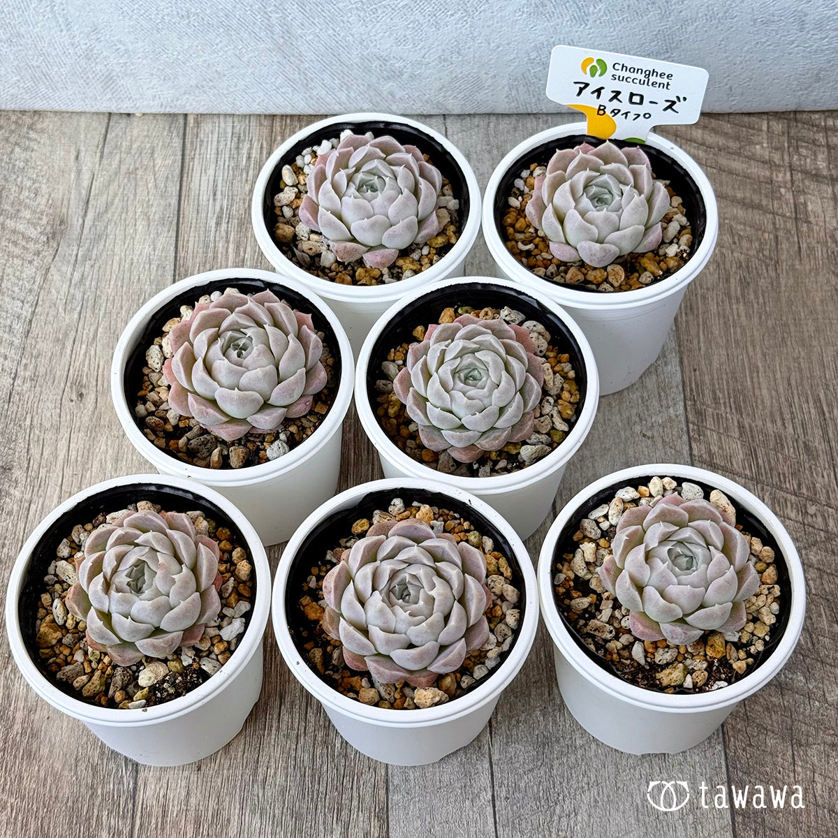 アイスローズ【Bタイプ】《単頭》(チャンヒー農園)【tawawaハウス苗】