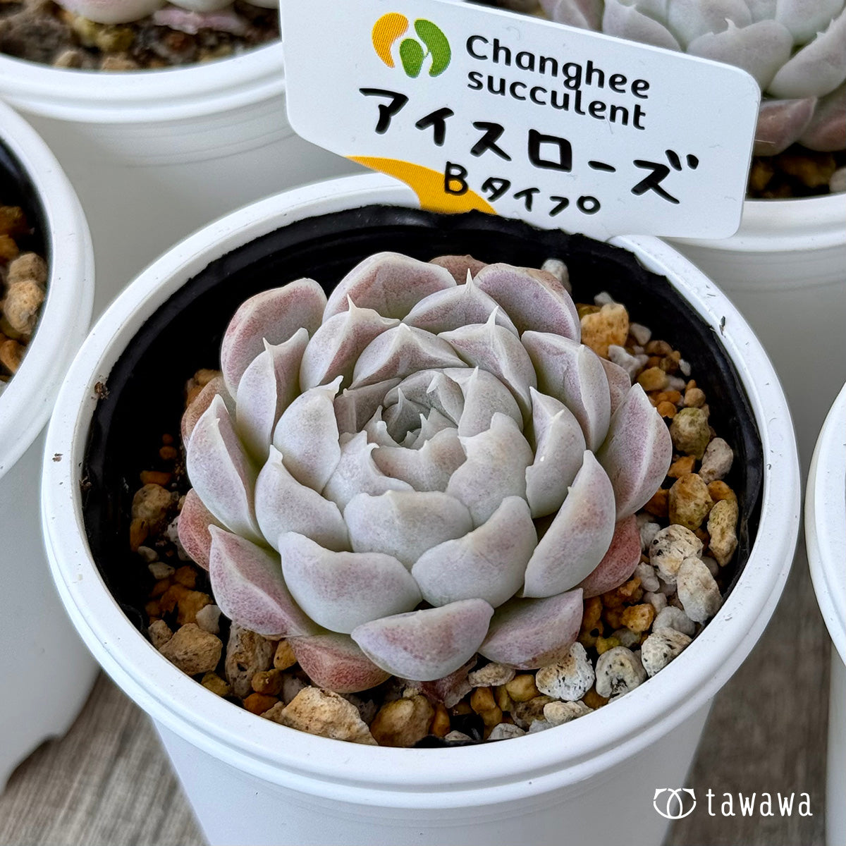 アイスローズ【Bタイプ】《単頭》(チャンヒー農園)【tawawaハウス苗】