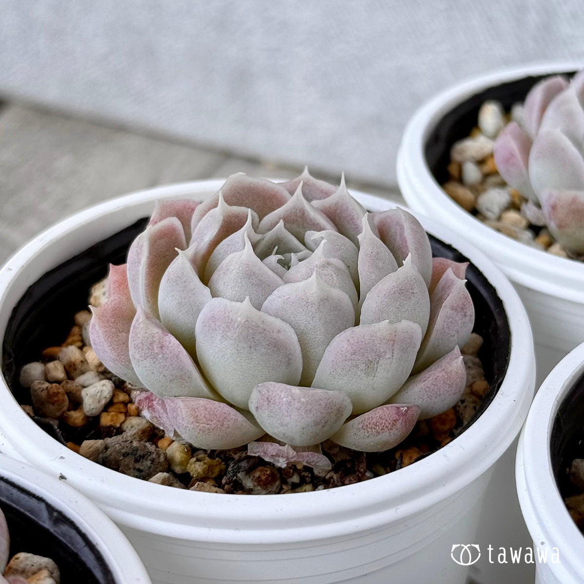 アイスローズ【Bタイプ】《単頭》(チャンヒー農園)【tawawaハウス苗】