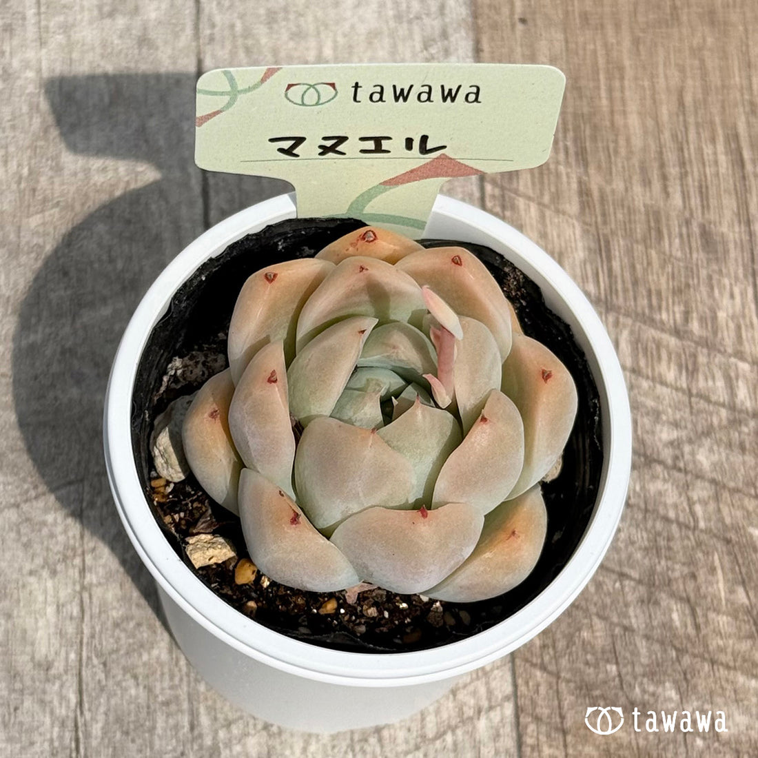 マヌエル 【tawawaハウス苗】