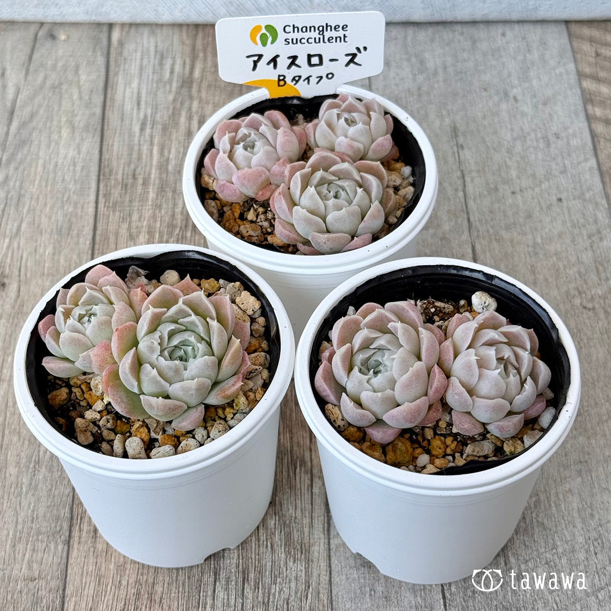 アイスローズ【Bタイプ】《多頭》(チャンヒー農園)【tawawaハウス苗】