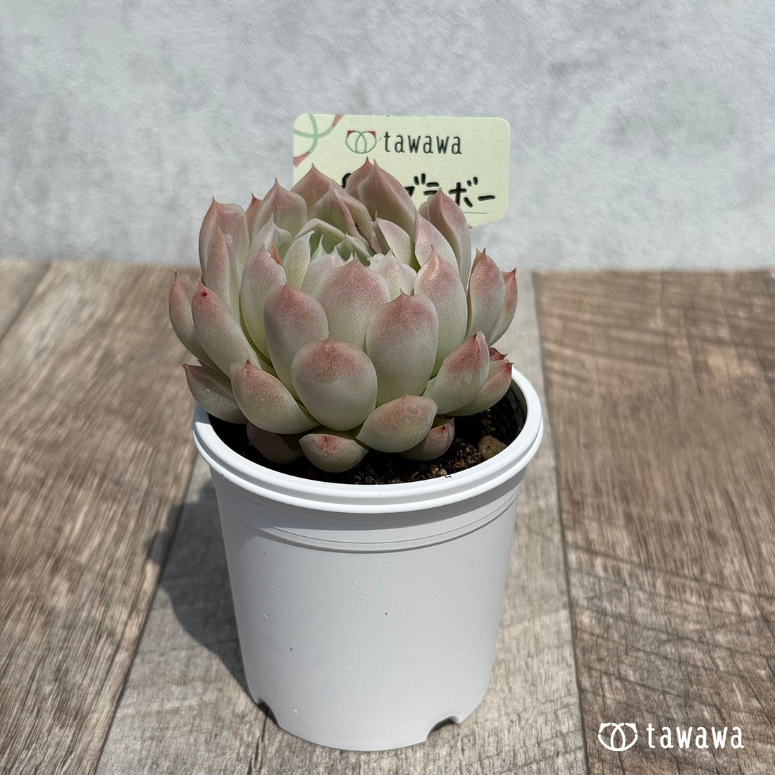 ピンクブラボー 【tawawaハウス苗】