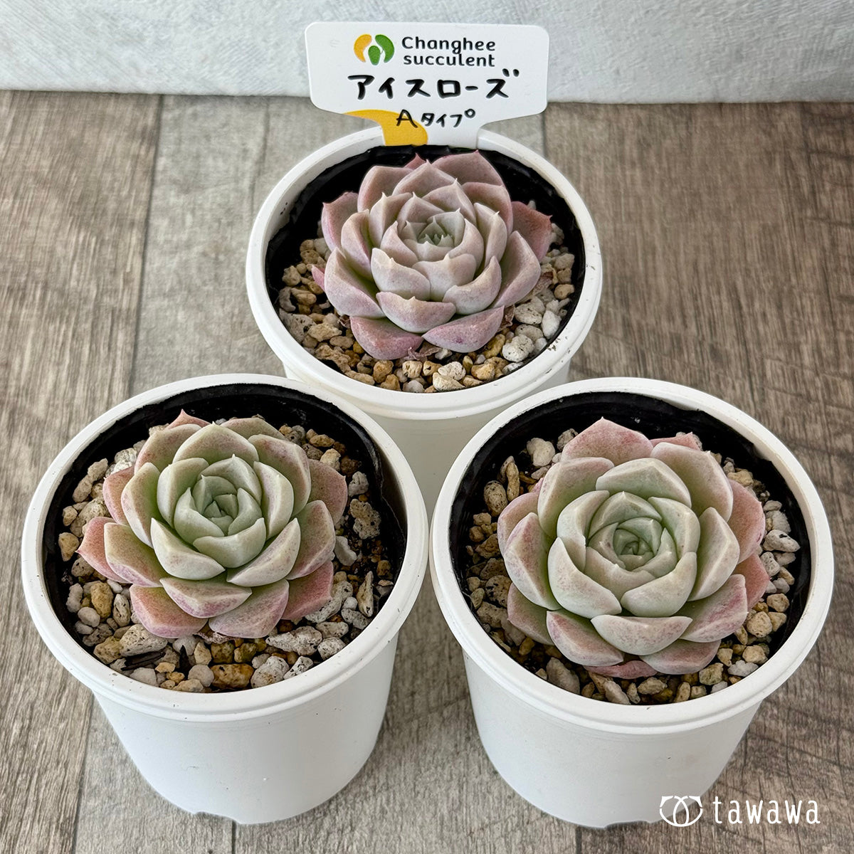 アイスローズ【Aタイプ】(チャンヒー農園)【tawawaハウス苗】