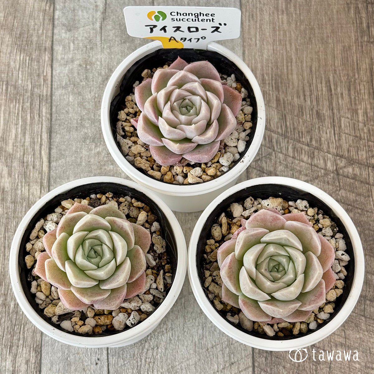 アイスローズ【Aタイプ】(チャンヒー農園)【tawawaハウス苗】