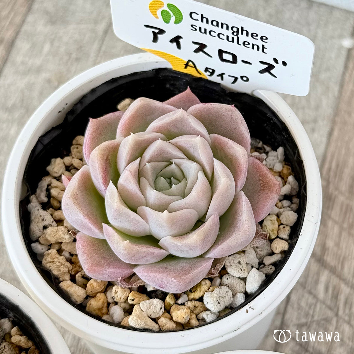 アイスローズ【Aタイプ】(チャンヒー農園)【tawawaハウス苗】