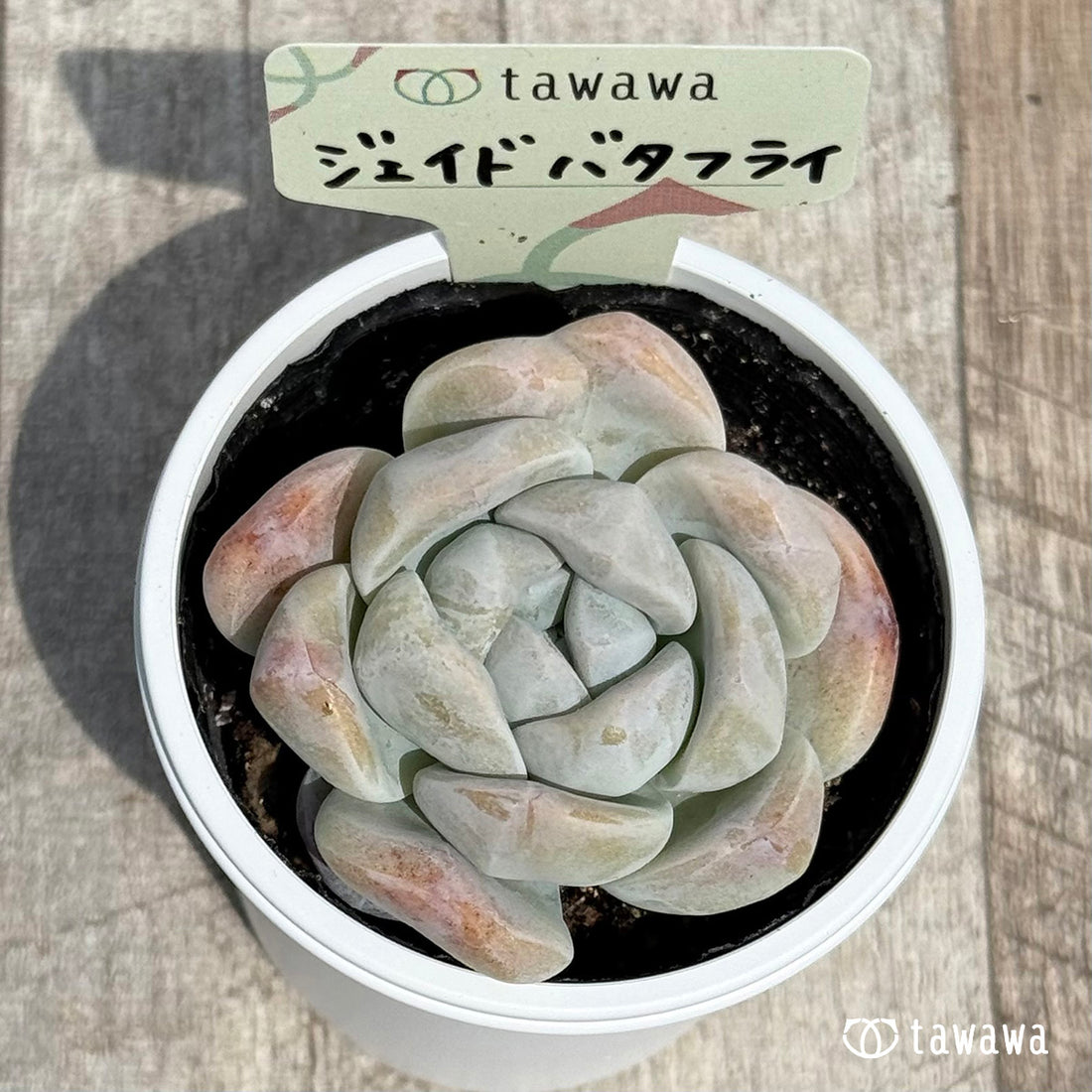 ジェイドバタフライ 【tawawaハウス苗】