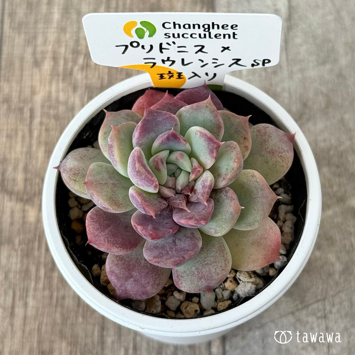 New Arrivals: Ice Green