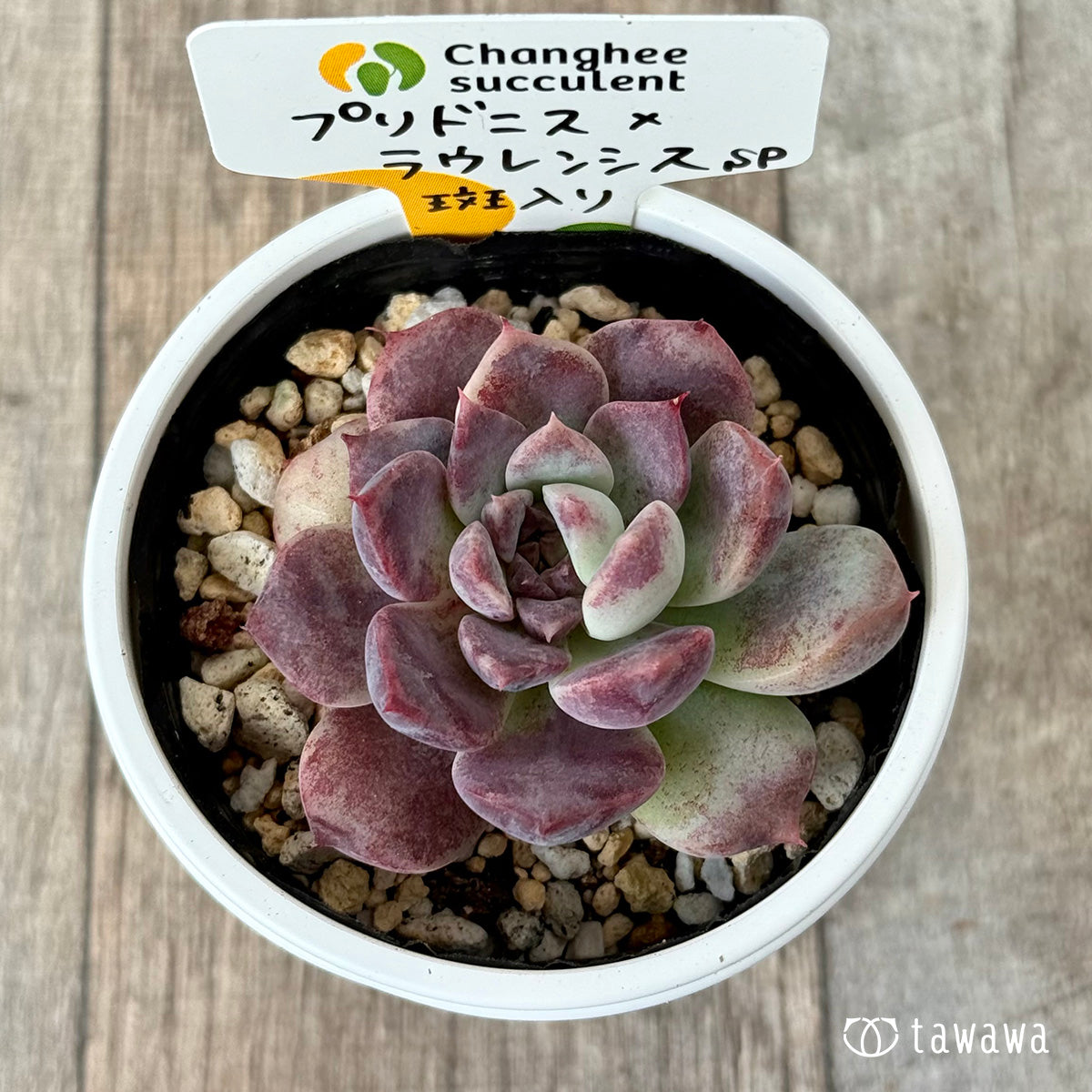 プリドニス×ラウレンシスsp斑入り②(チャンヒー農園)【tawawaハウス苗】