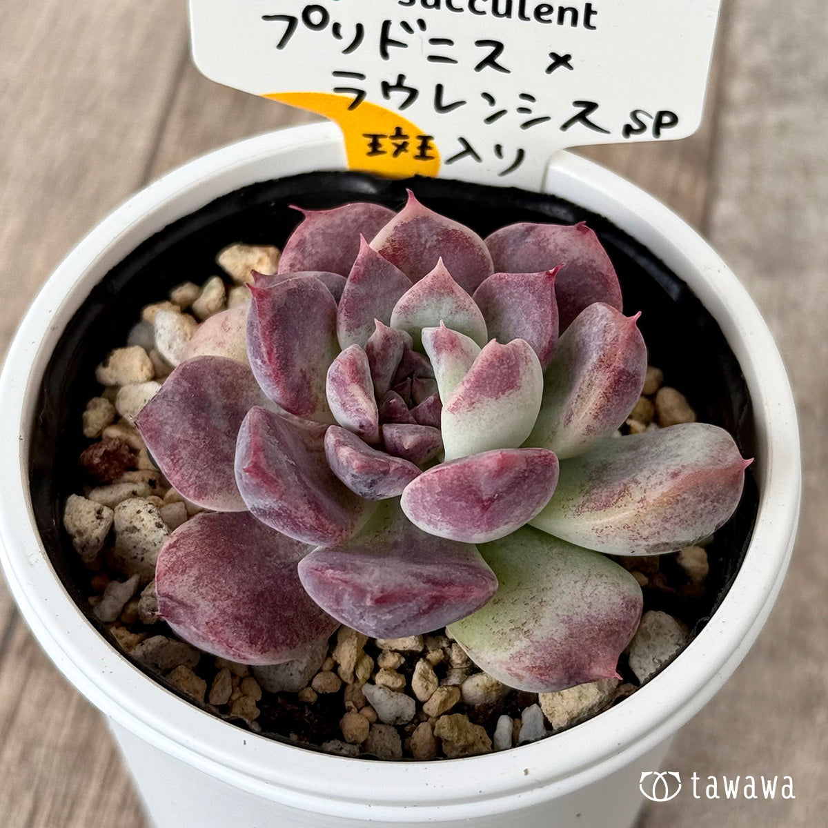 プリドニス×ラウレンシスsp斑入り②(チャンヒー農園)【tawawaハウス苗】
