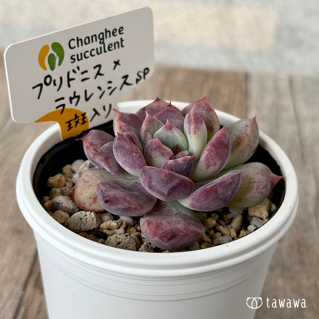 *新発売* プリドニス×ラウレンシスsp斑入り②(チャンヒー農園)【tawawaハウス苗】