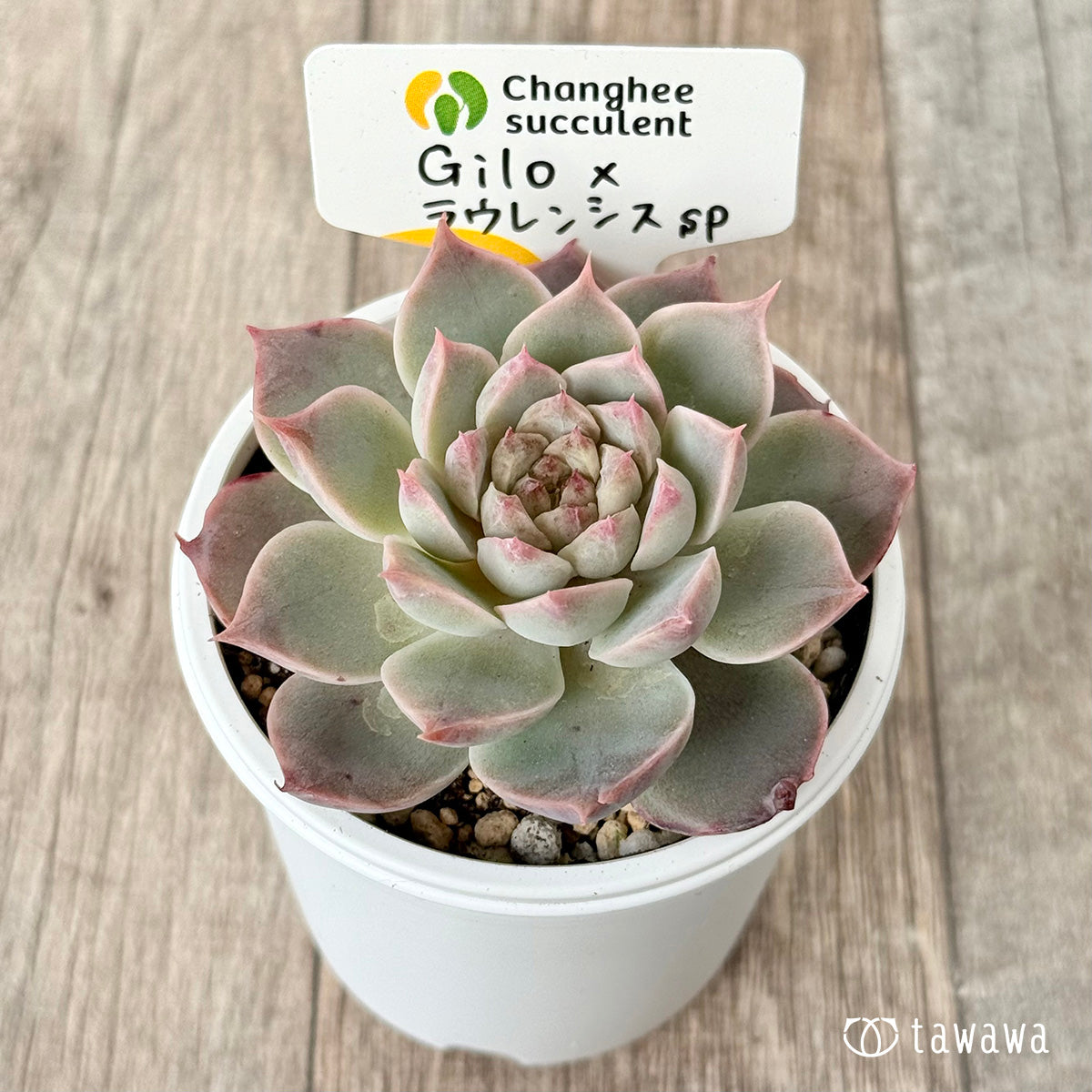 New Arrivals: Ice Green