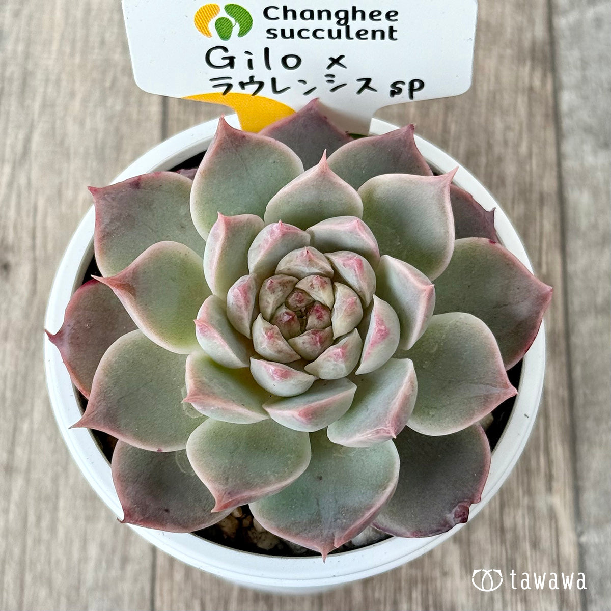 New Arrivals: Ice Green