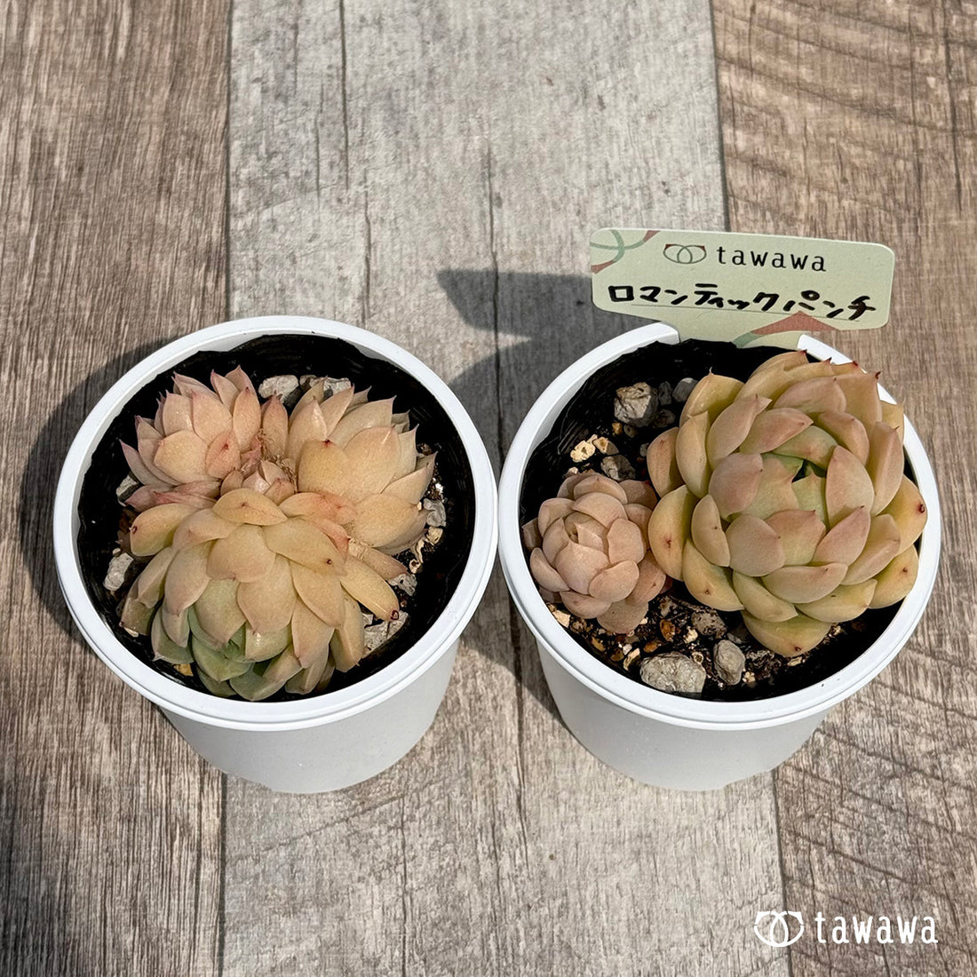 ロマンティックパンチ 【tawawaハウス苗】