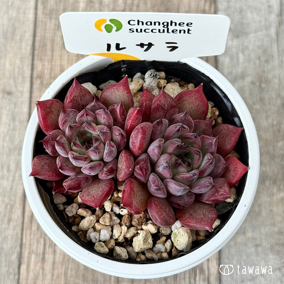 New Arrivals: Ice Green