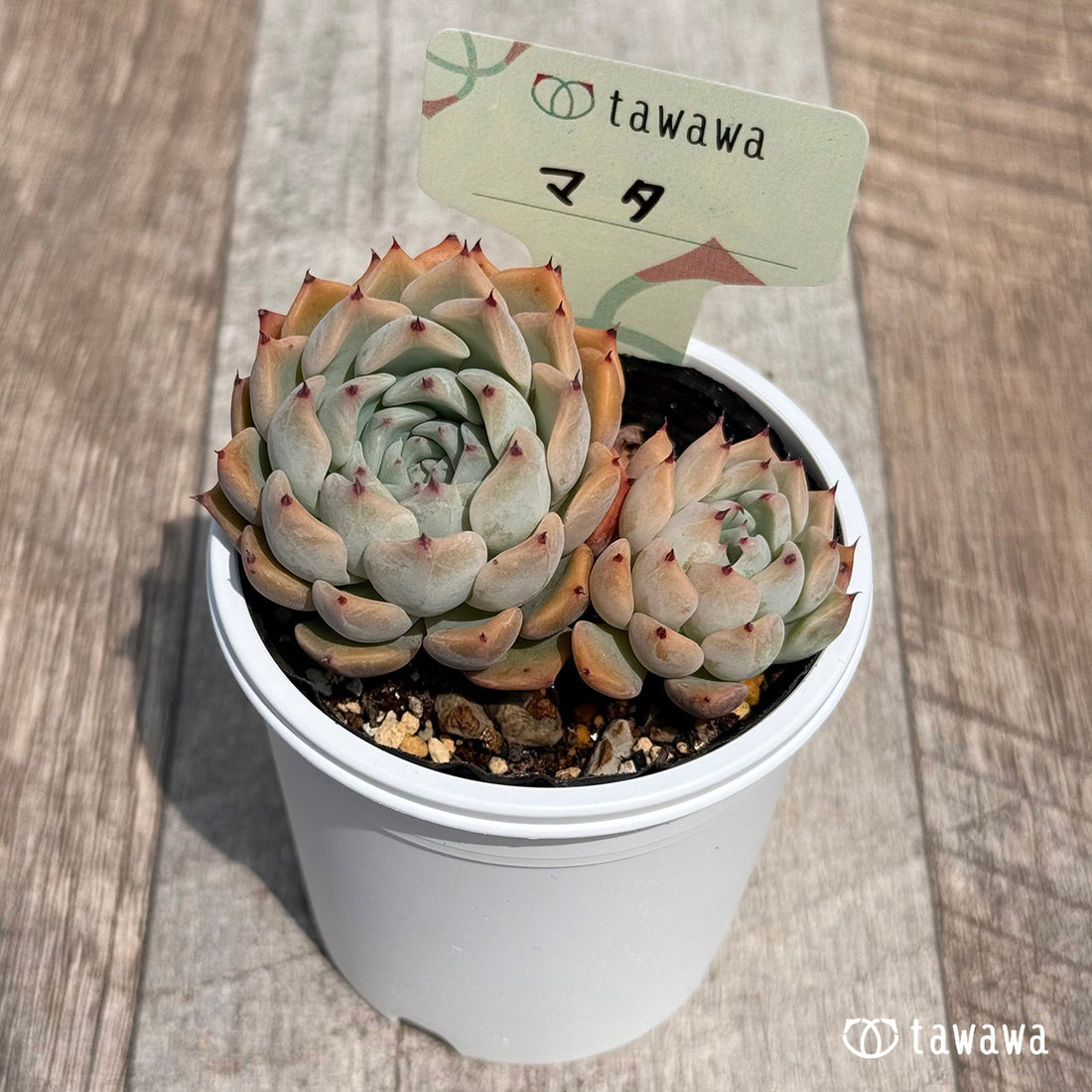 マタ 【tawawaハウス苗】