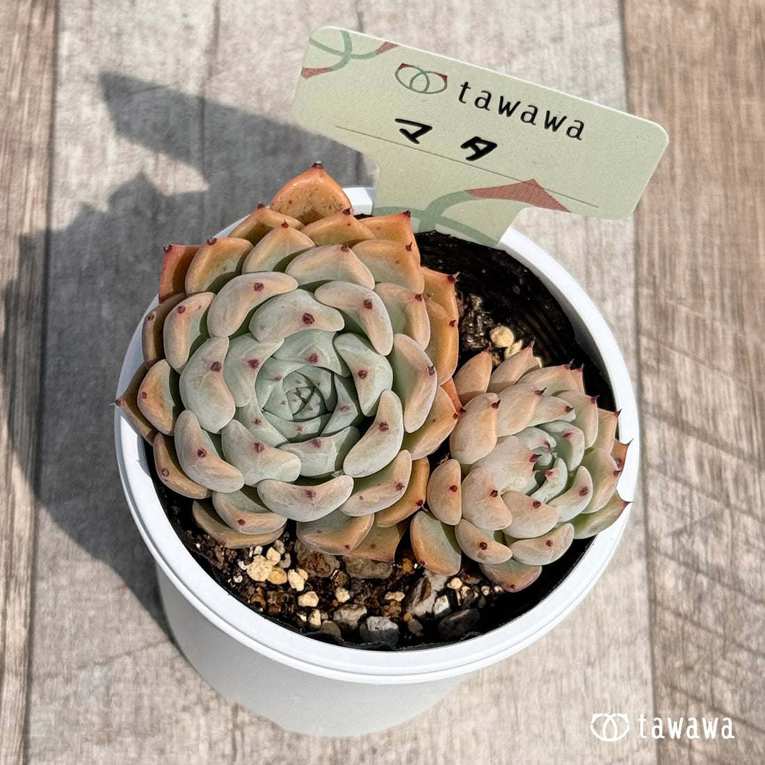 マタ 【tawawaハウス苗】